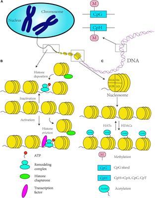 Epigenetics in Neurodevelopment: Emerging Role of Circular RNA